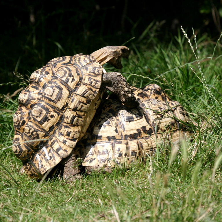 Leopard tortoises