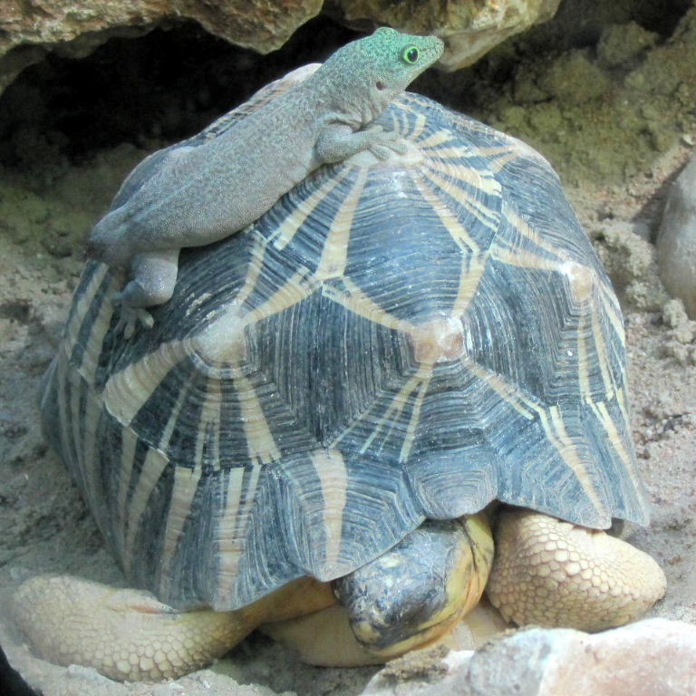 Day Gecko on Radiated Tortoise