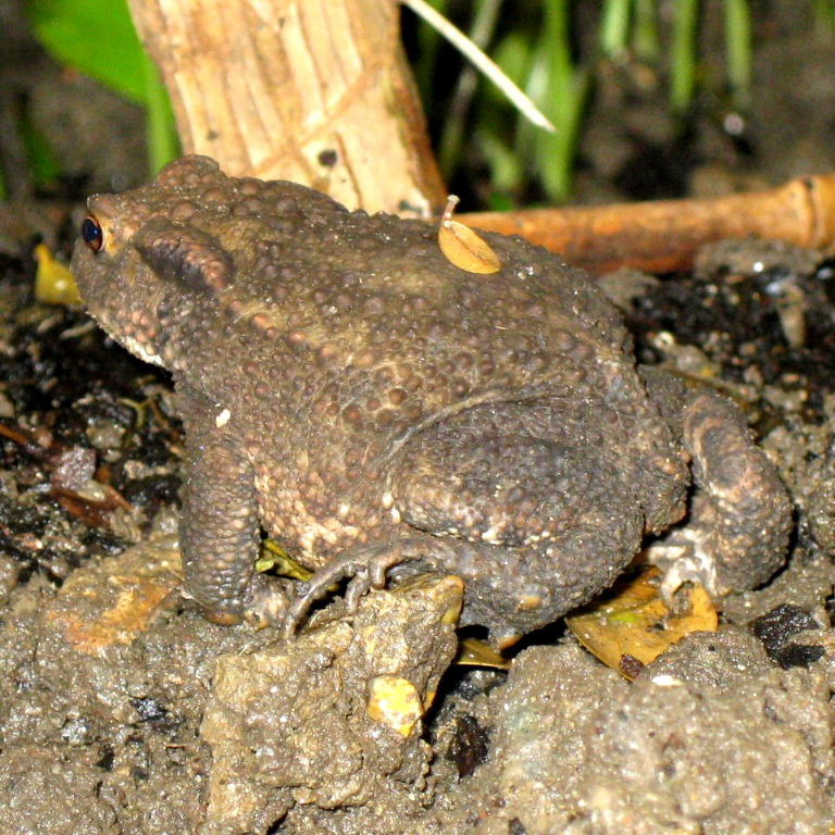 Warts and all