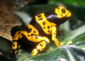 Reptiles and Amphibians