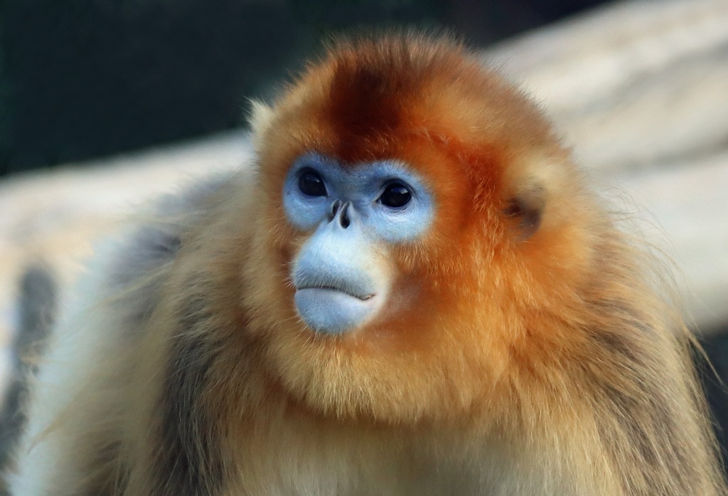 Primates