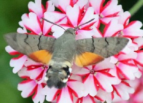 Hawkmoth