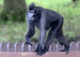 On the fence