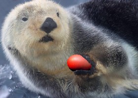Otterly Happy Easter