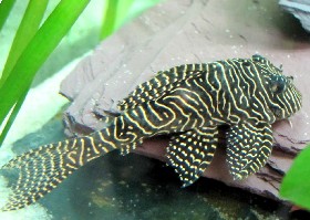 Catfish