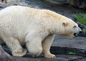 Polar