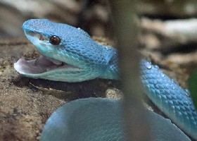 Snakes