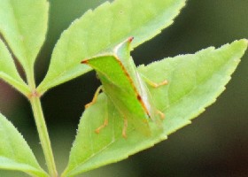Buffalo Treehopper