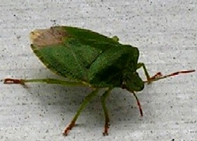 Common Green Shieldbug