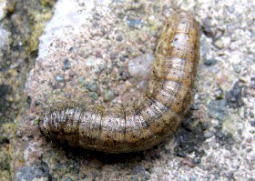 Agrotis/Euxoa spp. Caterpillar
