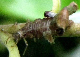aphidlion or lacewing larva
