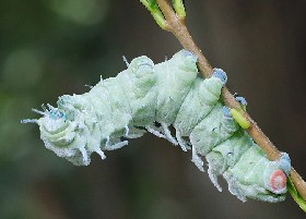 Atlas Moth Caterpillar