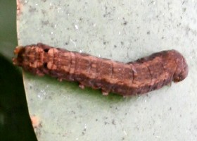 Tenerife Caterpillar