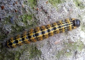 Buff-tip Caterpillar