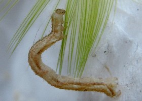 Caterpillar