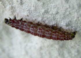 July High Flyer Hydriomena furcata Caterpillar?