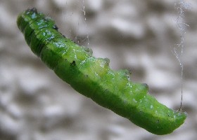 Caterpillar