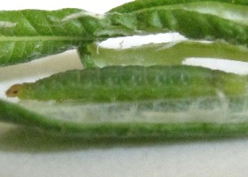 Caterpillar