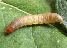 Caterpillar Swift moth