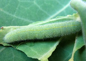 Small White Butterfly Caterpillar