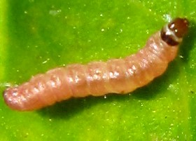 Tenerife Caterpillar