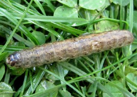 Agrotis/Euxoa spp. Caterpillar
