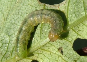 Caterpillar