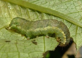 Caterpillar