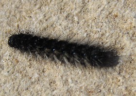 Ocnogyna clathrata Caterpillar