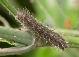 Butterfly Caterpillar