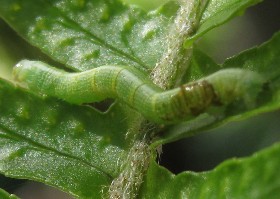 Caterpillar