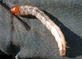 Caterpillar Ghost moth