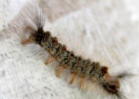 Australian caterpillar