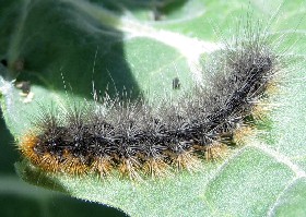 Caterpillar Kazakhstan