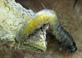 Caterpillar Kaz