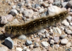 Lasiocampa terreni Lappet moth Caterpillar