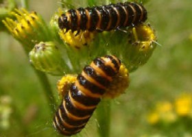 Cinnabar Moth caterpillar