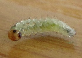 Cladius pectinicornis Sawfly larva