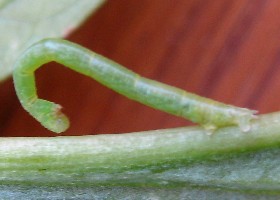 Common Marbled Carpet Caterpillar