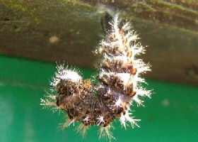 Comma Butterfly Caterpillar
