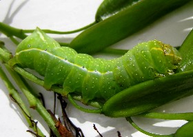 Copper Underwing Moth Caterpillar