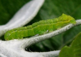 Caterpillar Svensson's Copper Underwing moth?