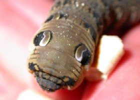 Elephant Hawk-moth Caterpillar