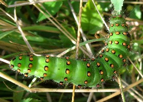 Emperor Moth caterpillar
