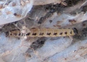 Bird-cherry Ermine Caterpillar