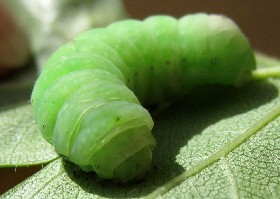 Angleshades? Caterpillar