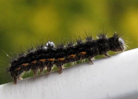 Common Footman Moth Caterpillar