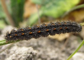 Scarce Footman Caterpillar