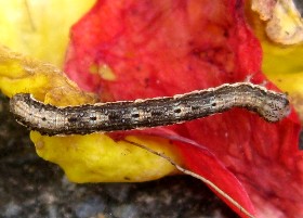 Garden Carpet Moth Caterpillar