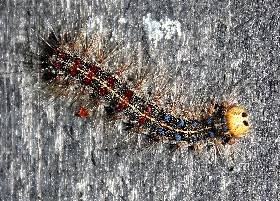 Gypsy Moth caterpillar